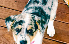 Adorable Texas Heeler Puppy Puppies Heeler Puppies Heeler