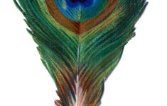 Antique Graphic Small Peacock Feather The Graphics Fairy