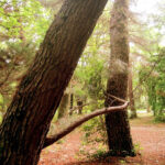 CuriousDoodles Seeing Letter Forms In Nature Alphabet Photography