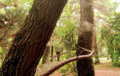 CuriousDoodles Seeing Letter Forms In Nature Alphabet Photography