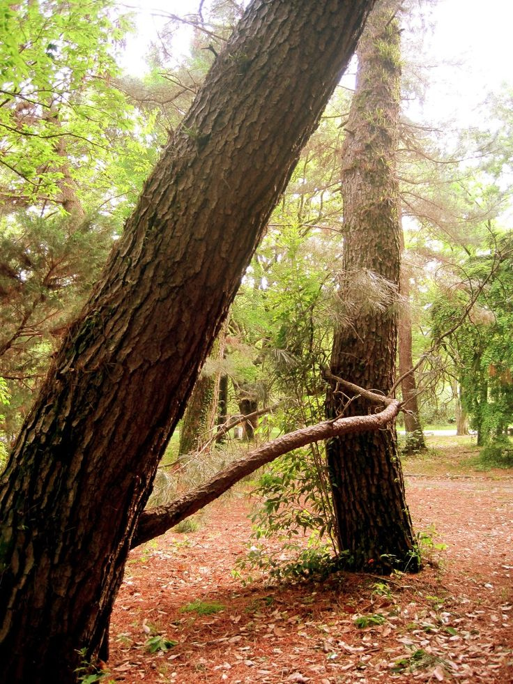 CuriousDoodles Seeing Letter Forms In Nature Alphabet Photography 