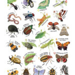 Insect Alphabet A2 Poster Insect Art Print Etsy In 2021 Insect Art