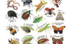 Insect Alphabet A2 Poster Insect Art Print Etsy In 2021 Insect Art