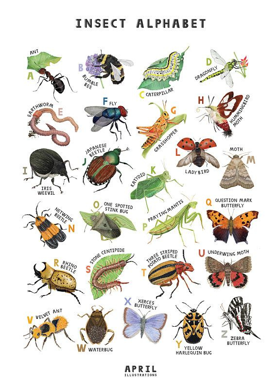 Insect Alphabet A2 Poster Insect Art Print Etsy In 2021 Insect Art 