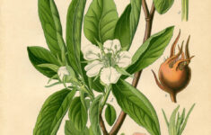 Instant Art Printable Lovely Floral Botanical The Graphics Fairy