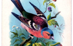 Instant Art Printable Pretty Pink And Blue Bird The Graphics Fairy