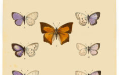 Instant Printable Art Antique Butterfly The Graphics Fairy