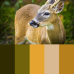 Key Deer Color Palette Key Deer Color Palette Deer