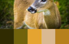 Key Deer Color Palette Key Deer Color Palette Deer