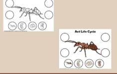 Preschool Ant Life Cycle Printable Simple Living Mama