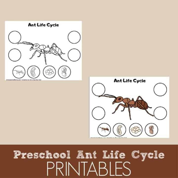 Preschool Ant Life Cycle Printable Simple Living Mama