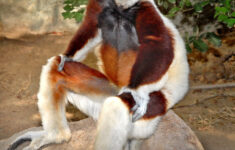 Regis Philbin Receives Sifaka For His Birthday From Betty White And The
