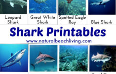 Shark Activities For Kids With Free Printables Natural Beach Living