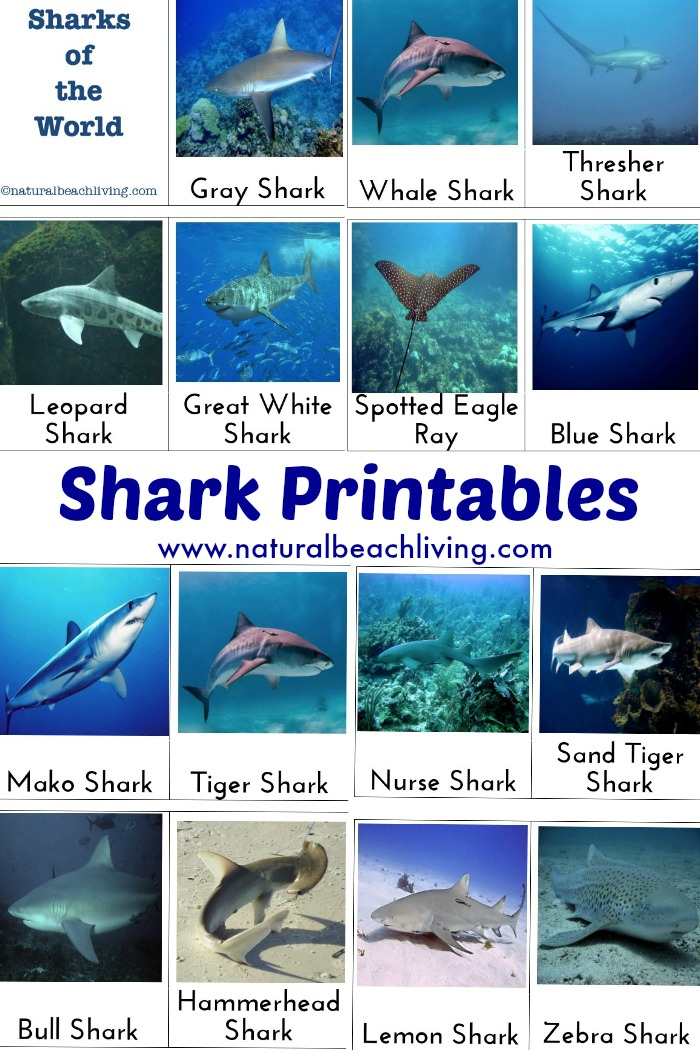 Shark Activities For Kids With Free Printables Natural Beach Living