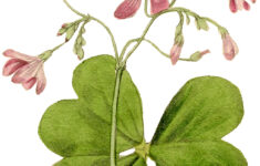 Vintage Flower Image Pink Sorrel The Graphics Fairy