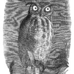 Vintage Halloween Clip Art Spooky Owl The Graphics Fairy