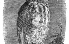 Vintage Halloween Clip Art Spooky Owl The Graphics Fairy