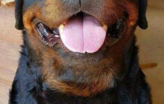What A Pretty Block Head Rottweiler Dog Rottweiler Puppies Rottweiler